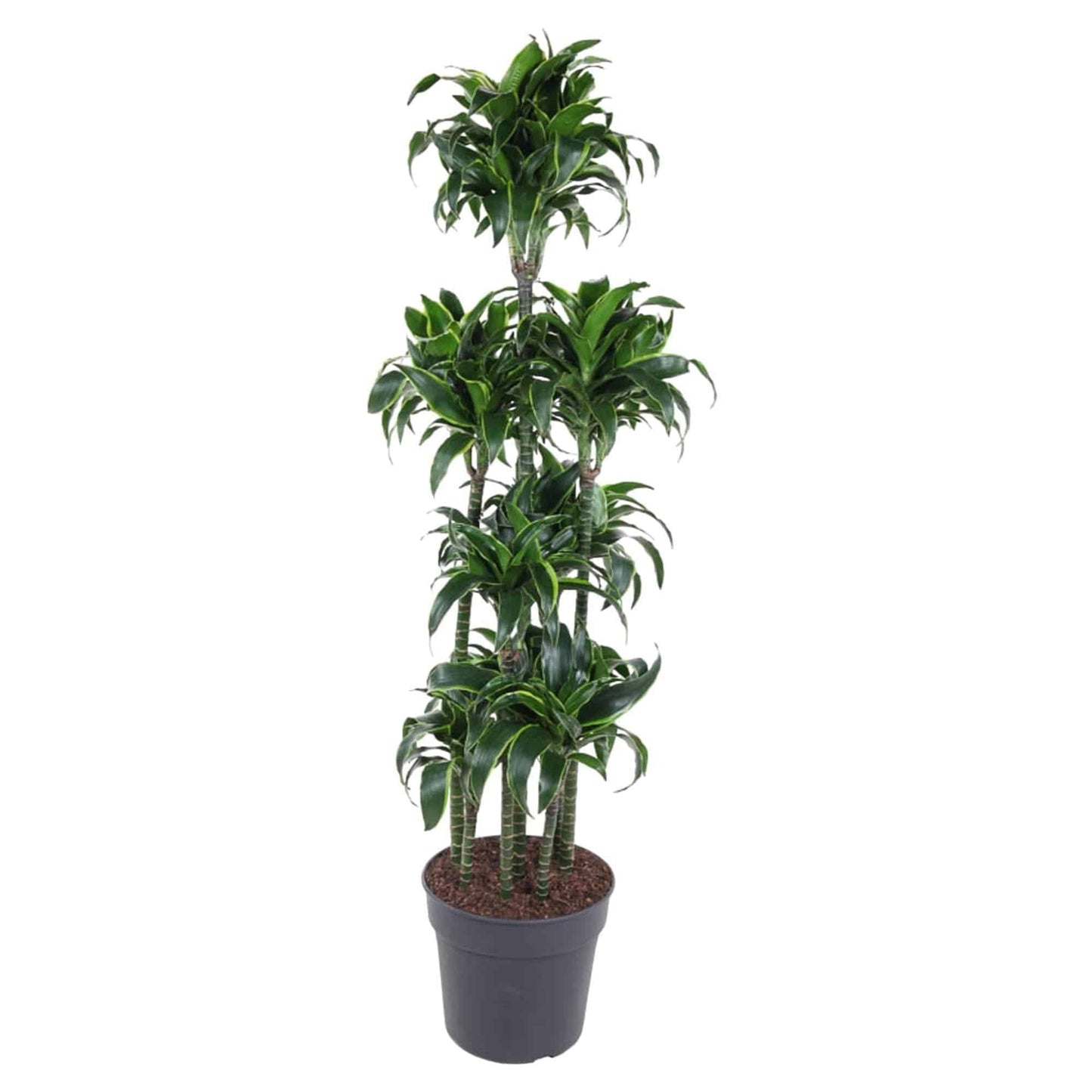 Dracaena Dorado Carrousel – Große Elegante Zimmerpflanze - 170 cm - grüne-wurzel