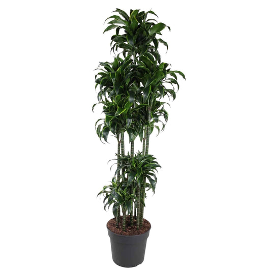 Dracaena Dorado Carrousel – Große Elegante Zimmerpflanze - 200 cm - grüne-wurzel