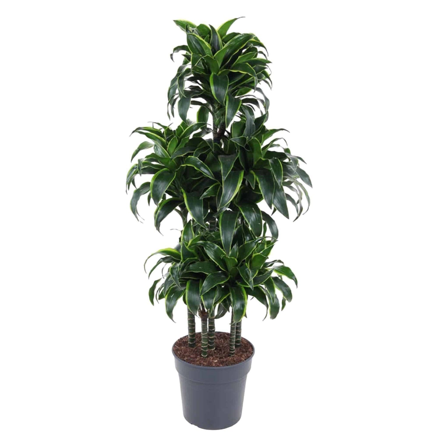 Dracaena Dorado Carrousel - Stilvolle Grünpflanze, 140 cm - ø31 cm Zimmerpflanze - grüne-wurzel