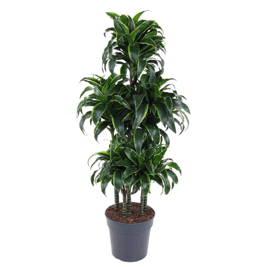 Dracaena Dorado Carrousel - Stilvolle Grünpflanze, 140 cm - ø31 cm Zimmerpflanze - grüne-wurzel