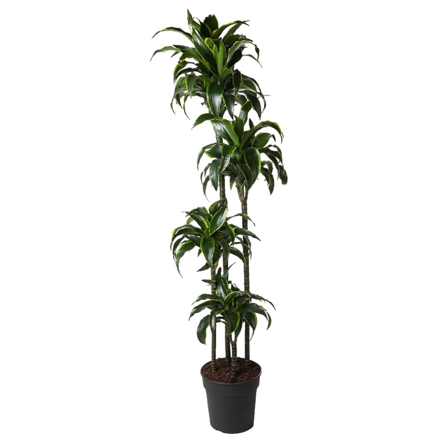 Dracaena Dorado - Elegante Drachenpflanze - 170 cm - ø27cm Zimmerpflanze - grüne-wurzel