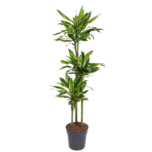 Dracaena Golden Coast - Elegante Luftreinigende Zimmerpflanze - 160 cm Höhe - grüne-wurzel