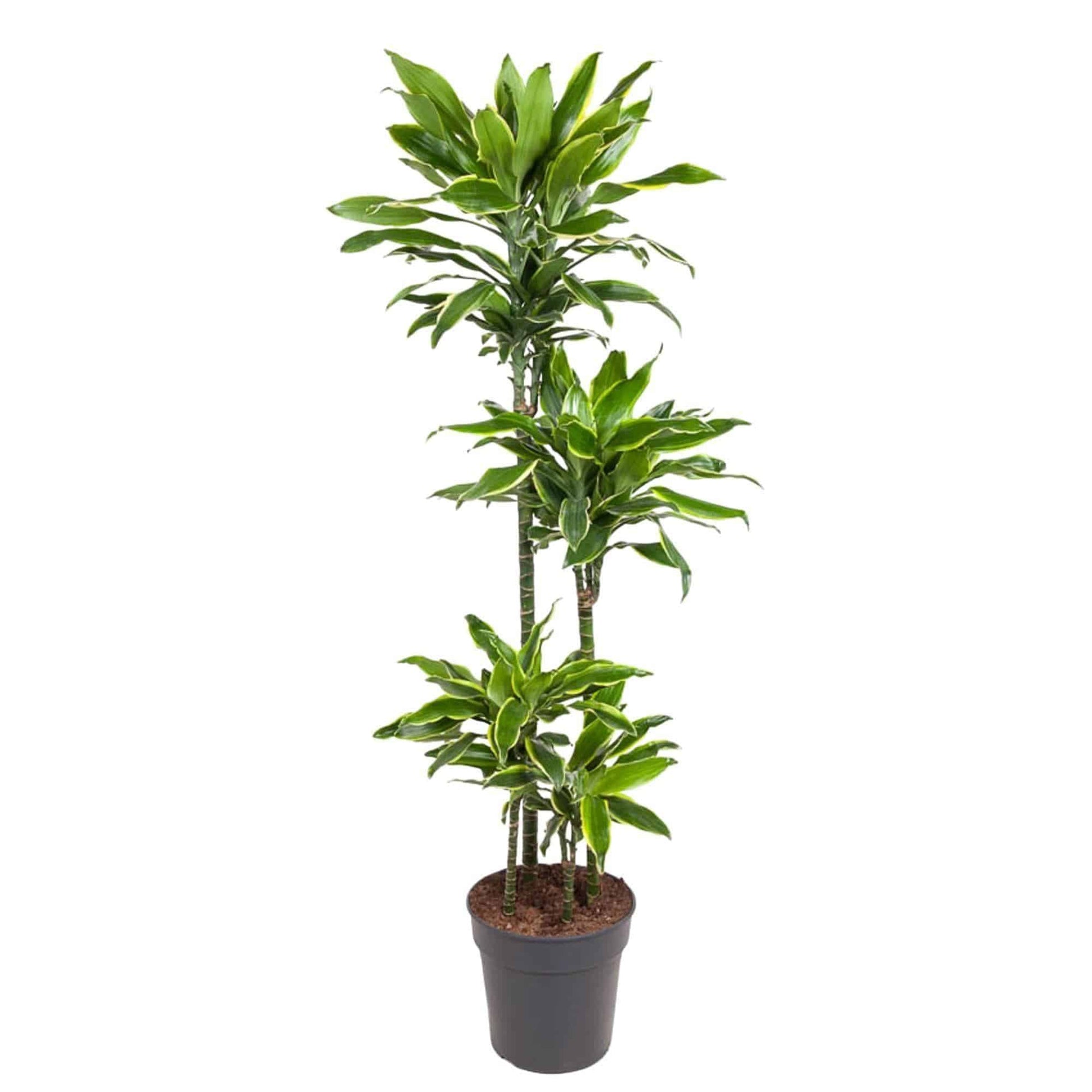 Dracaena Golden Coast - Prachtvolle Zimmerpflanze - 140 cm - grüne-wurzel