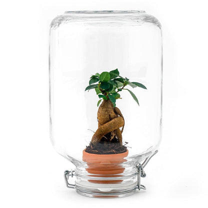 Easyplant - Ficus Ginseng Bonsai im Einmachglas Flaschengarten Terrarium - grüne-wurzel