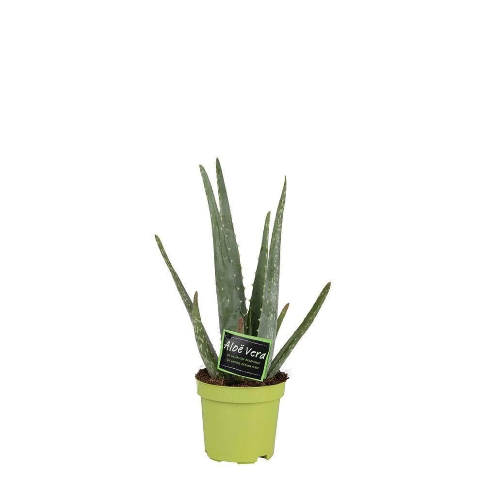 Echte Aloe Vera Pflanze – Heilende Sukkulente Ø10,5cm Höhe 35cm Aloë Vera Pflanze Zimmerpflanze - grüne-wurzel