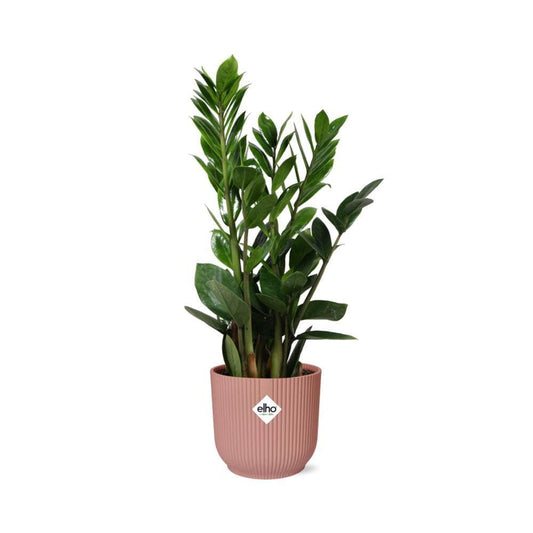 Elegante Zamioculcas im ELHO Vibes Fold Topf, Rosa - Pflegeleichte Innenpflanze, 50cm Höhe Grüne Zimmerpflanze mit Topf - grüne-wurzel