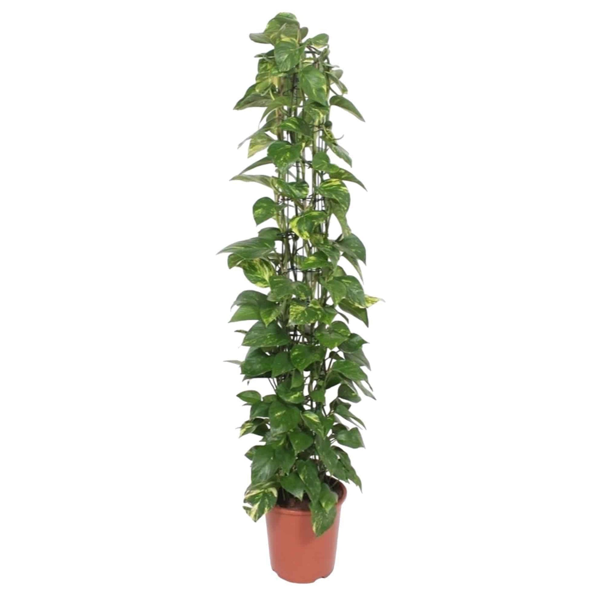 Epipremnum Aureum Gittergestell - Kletterpflanze - 160 cm - Ø27 Zimmerpflanze - grüne-wurzel