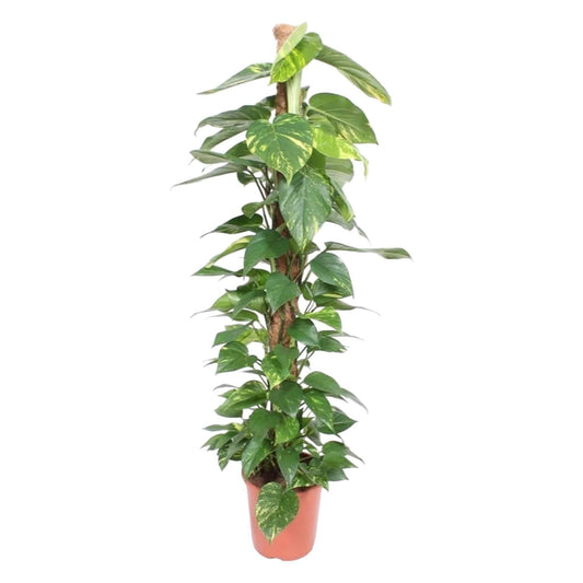 Epipremnum Aureum Moosstab - Elegante Kletterpflanze - 150 cm - Ø27 Zimmerpflanze - grüne-wurzel