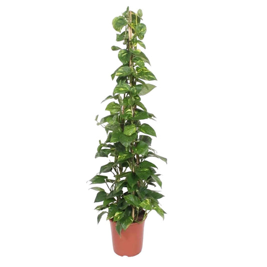 Epipremnum Aureum Pyramide - Große Luftreinigende Zimmerpflanze - 160 cm, Ø 27 cm - grüne-wurzel