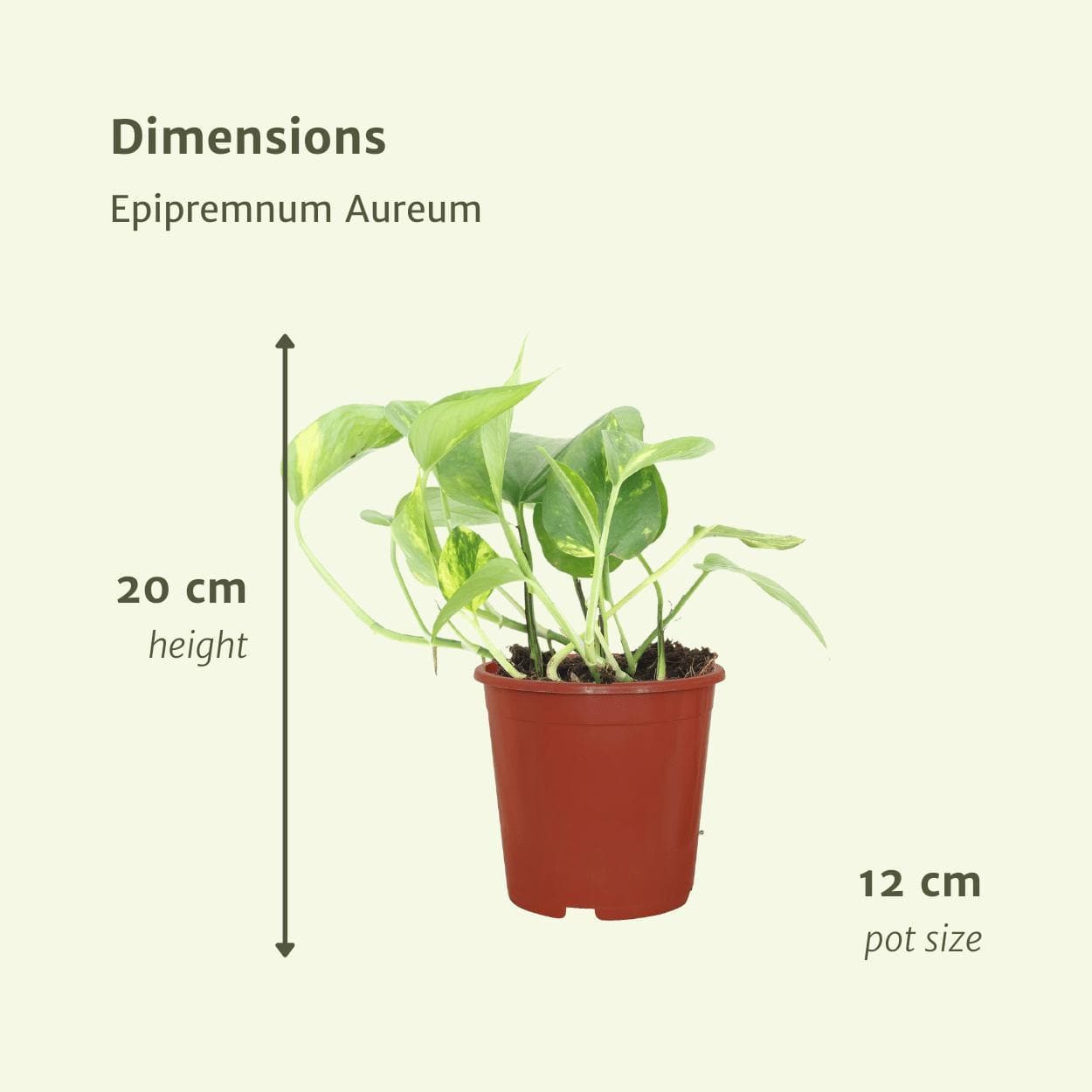 Epipremnum Aureum (Scindapsus) - 4er-Set - Zimmerpflanzen - Ø12cm - ↕20cm - grüne-wurzel