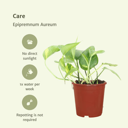 Epipremnum Aureum (Scindapsus) - 4er-Set - Zimmerpflanzen - Ø12cm - ↕20cm - grüne-wurzel