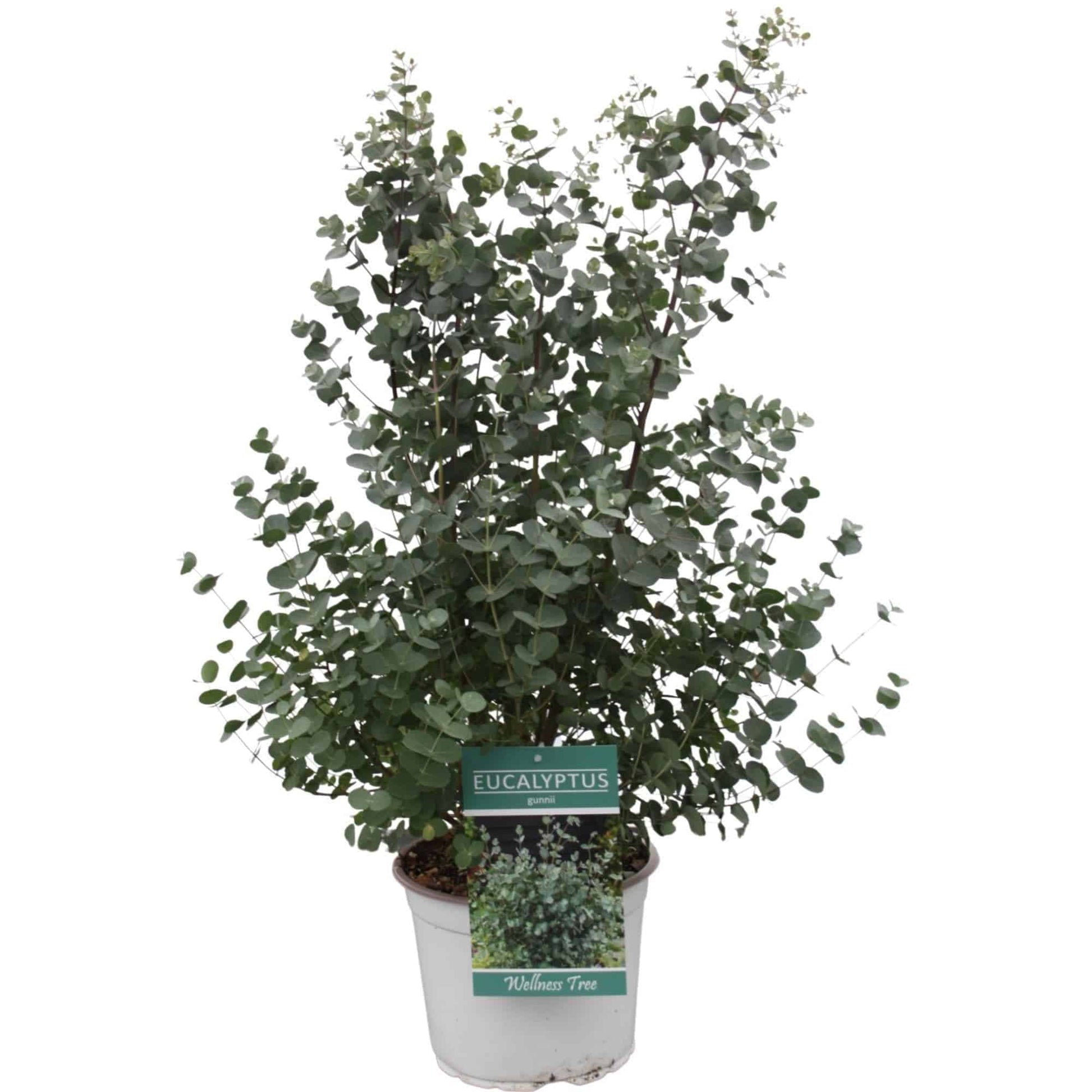 Eucalyptus Gunnii Pflanze - Aromatischer Wellness-Baum - Ø23cm - ↕65cm Zimmerpflanze - grüne-wurzel