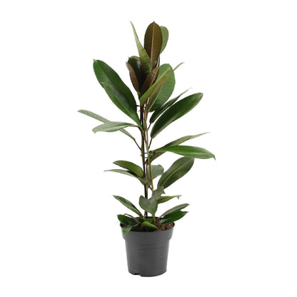 Ficus 'America Tresor' - Üppiger Zimmerbaum im 17cm Topf - Luftreinigende Eleganz - Höhe 75cm - grüne-wurzel