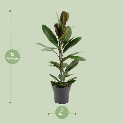 Ficus 'America Tresor' - Üppiger Zimmerbaum im 17cm Topf - Luftreinigende Eleganz - Höhe 75cm - grüne-wurzel