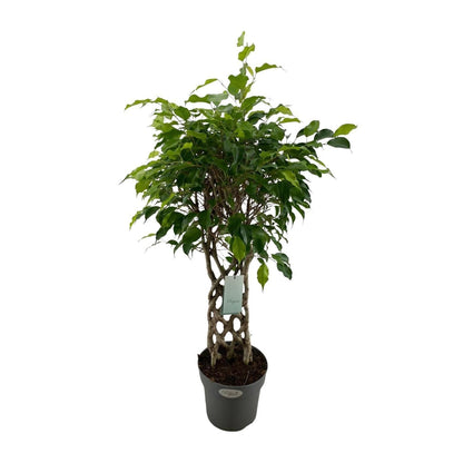 Ficus Benjamina Exotica Geflochten - Raumluftverbessernde Büropflanze, Ø24cm, 100cm Höhe Zimmerpflanze - grüne-wurzel