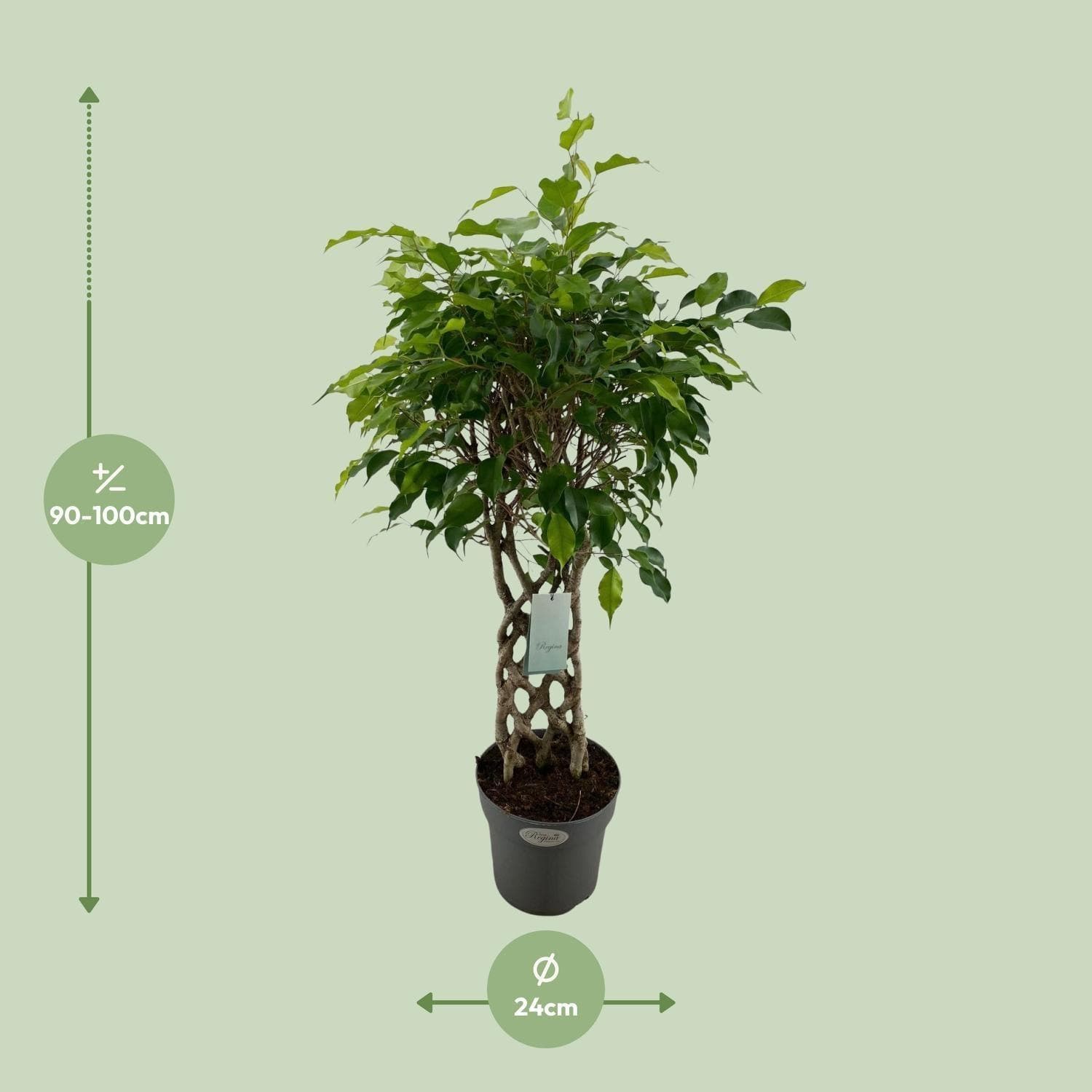 Ficus Benjamina Exotica Geflochten - Raumluftverbessernde Büropflanze, Ø24cm, 100cm Höhe Zimmerpflanze - grüne-wurzel