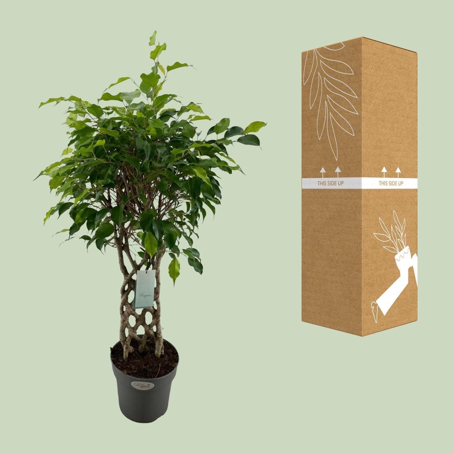 Ficus Benjamina Exotica Geflochten - Raumluftverbessernde Büropflanze, Ø24cm, 100cm Höhe Zimmerpflanze - grüne-wurzel