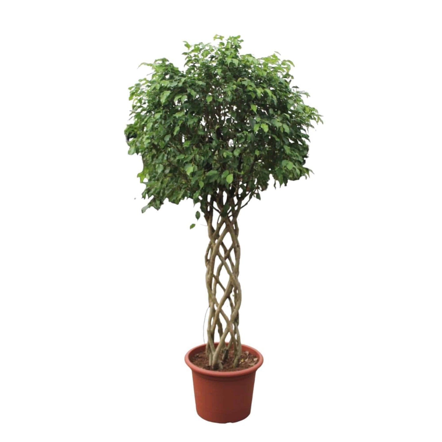 Ficus Benjamina Exotica mit Geflochtenem Stamm - Luftreinigende Pflanze für Zuhause, 250cm Höhe, Ø55cm - grüne-wurzel