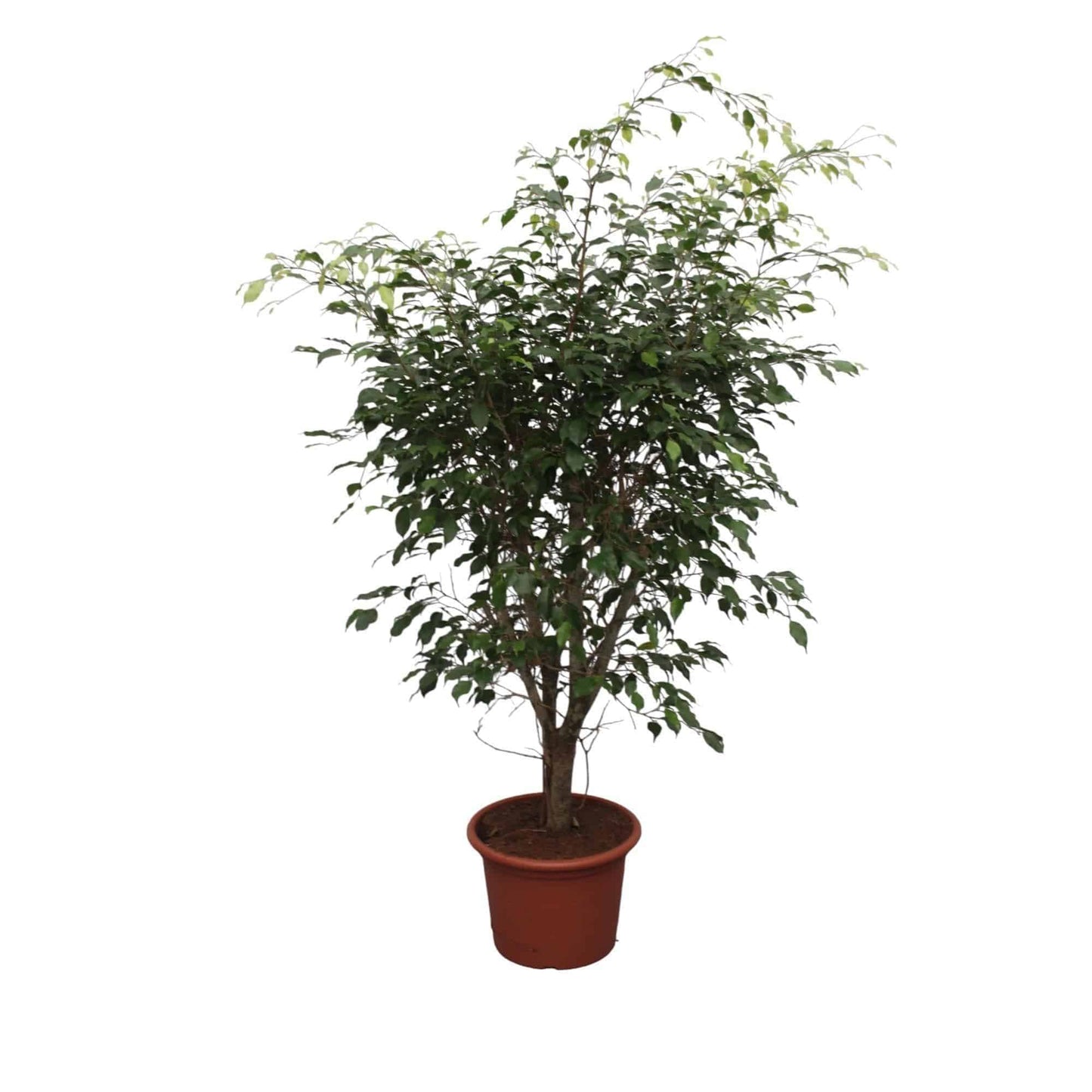 Ficus Benjamina Exotica Verzweigt – Stilvolle Büropflanze, Luftreinigend, Höhe: 150 cm, Ø: 40 cm Zimmerpflanze - grüne-wurzel