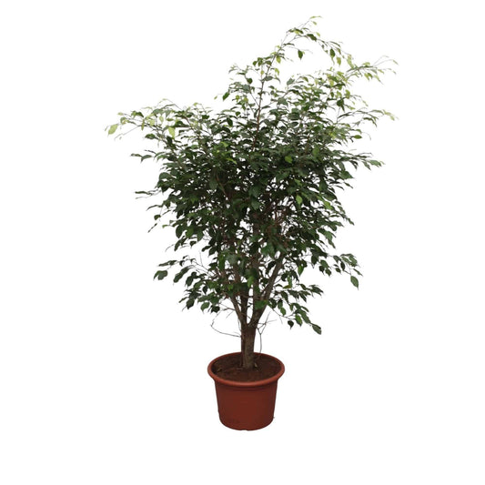 Ficus Benjamina Exotica Verzweigt – Stilvolle Büropflanze, Luftreinigend, Höhe: 150 cm, Ø: 40 cm Zimmerpflanze - grüne-wurzel