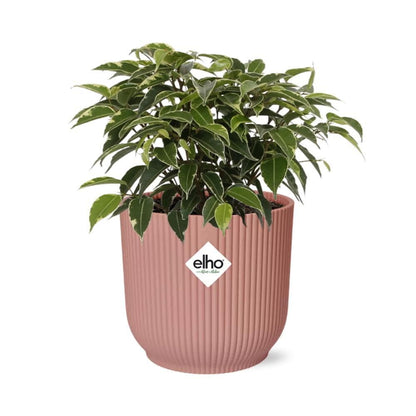 Ficus Benjamina 'Kinky' im ELHO Vibes Fold Topf - Ø14cm Rosé - Ideale Büropflanze & Luftreiniger - grüne-wurzel