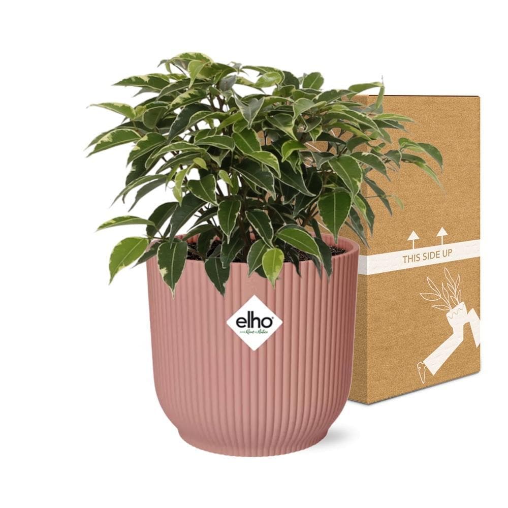 Ficus Benjamina 'Kinky' im ELHO Vibes Fold Topf - Ø14cm Rosé - Ideale Büropflanze & Luftreiniger - grüne-wurzel