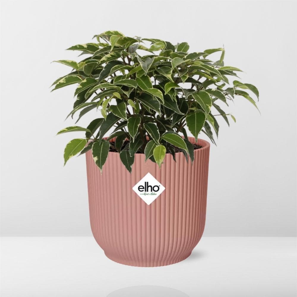 Ficus Benjamina 'Kinky' im ELHO Vibes Fold Topf - Ø14cm Rosé - Ideale Büropflanze & Luftreiniger - grüne-wurzel