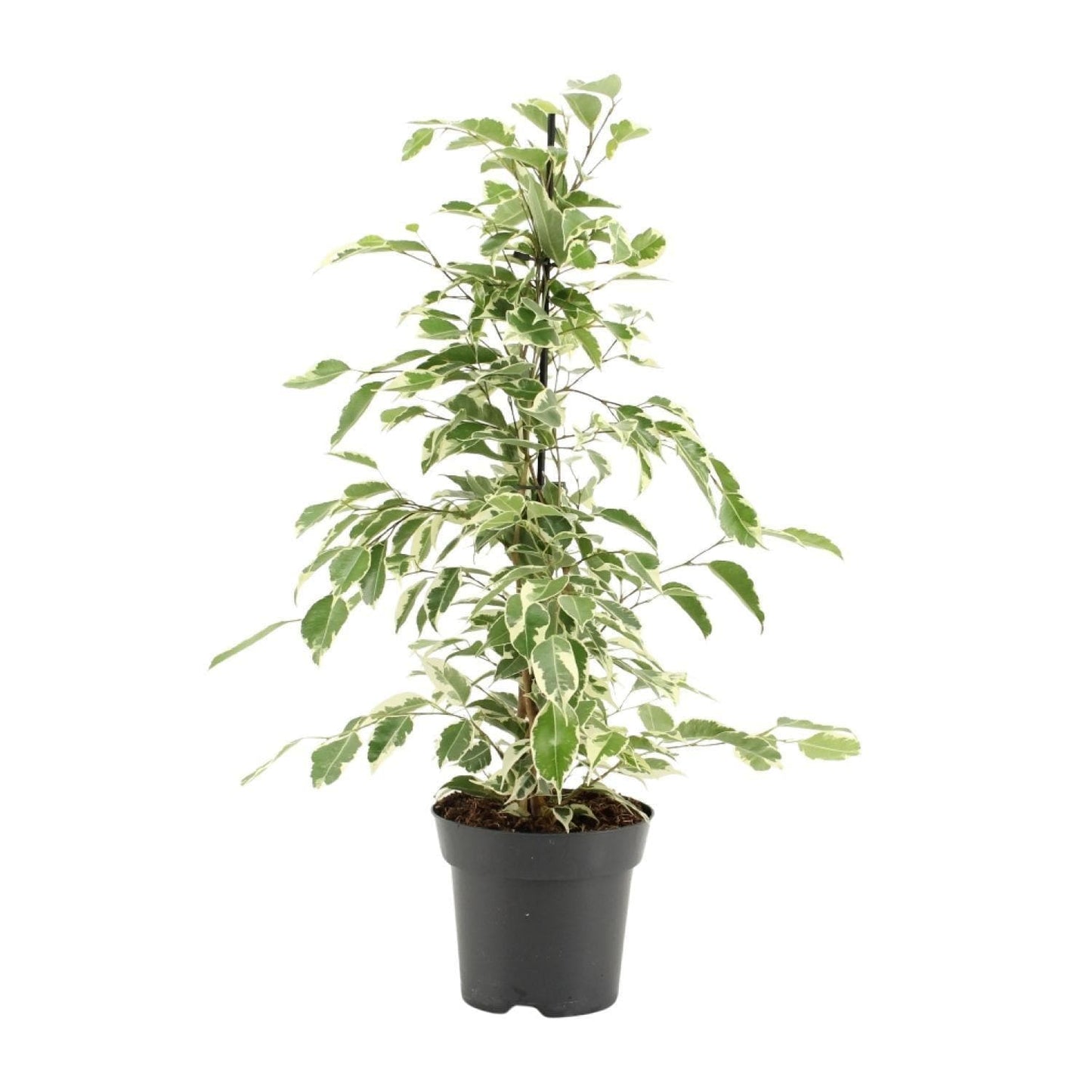 Ficus Benjamina 'Twilight' - Elegante Büropflanze - Topfdurchmesser 14cm - Wuchshöhe 55cm grüne Zimmerpflanze - grüne-wurzel