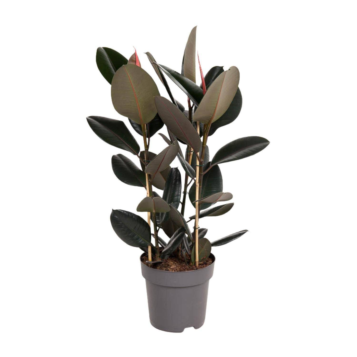 Ficus Elastica Abidjan - Gummibaum - Zimmerpflanze - Ø27cm - ↕110cm - Dunkelgrün - grüne-wurzel