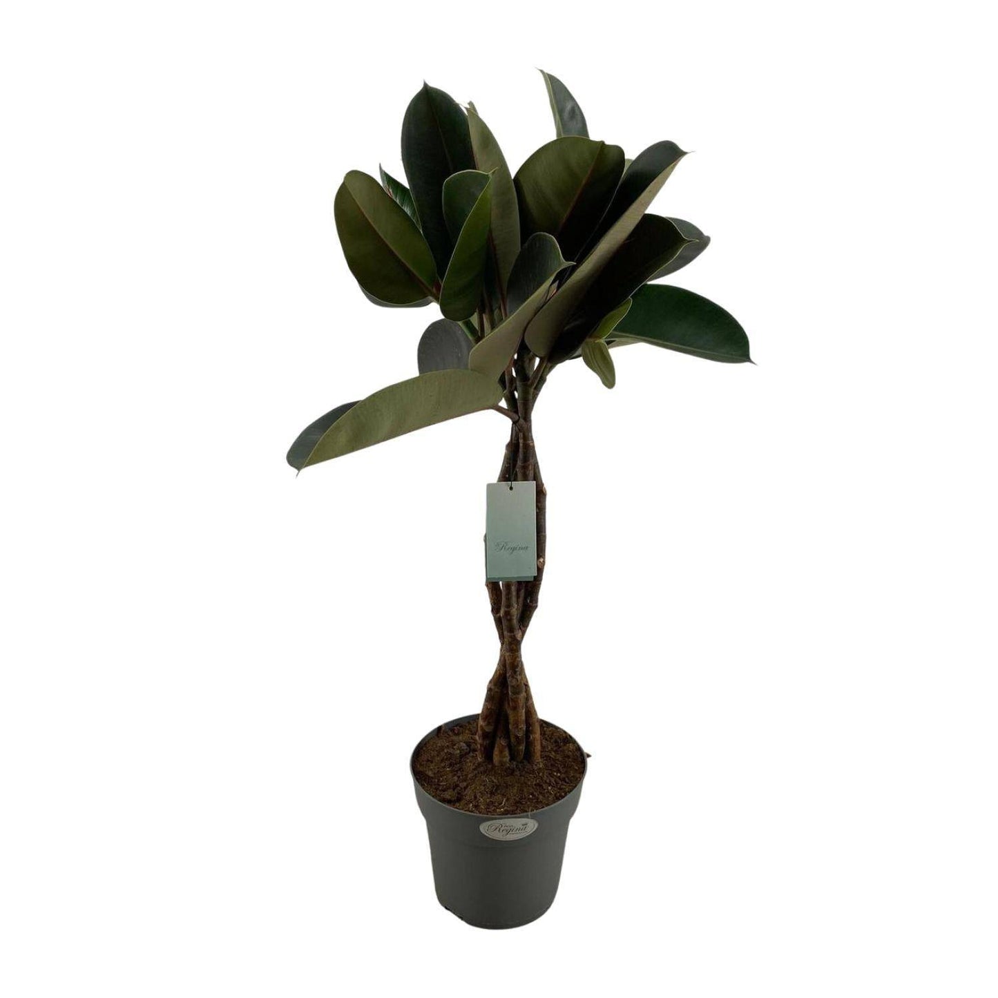 Ficus Elastica Burgundy - Zimmerpflanze - Ø24cm - ↕100cm - Burgunder Gummibaum - grüne-wurzel