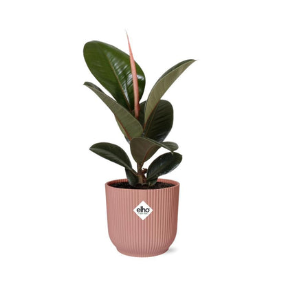 Ficus Elastica 'Robusta' in stylischem ELHO Vibes Fold Topf Rosé - Ø14cm - Perfekte Grünpflanze für moderne Innenräume - grüne-wurzel