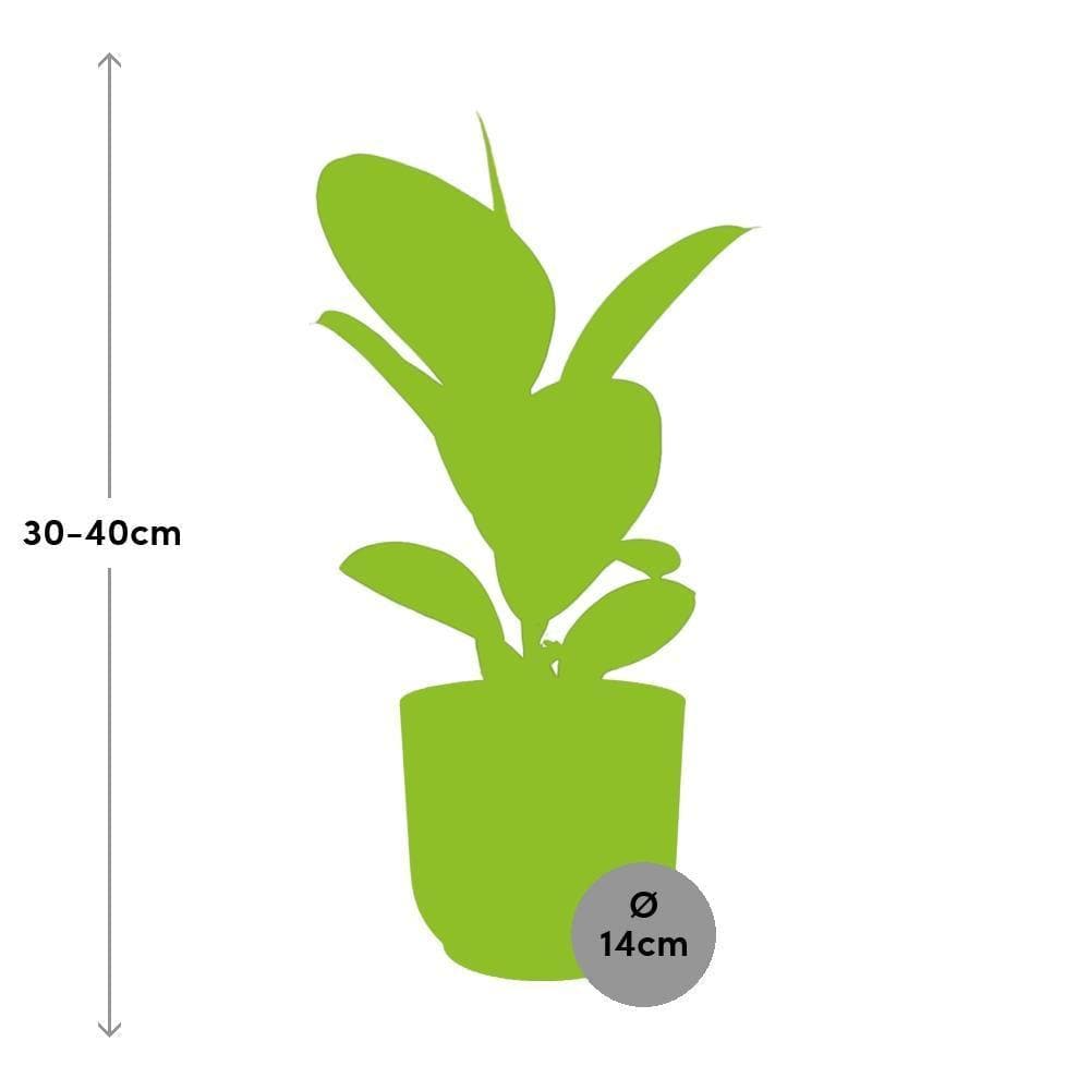 Ficus Elastica 'Robusta' in stylischem ELHO Vibes Fold Topf Rosé - Ø14cm - Perfekte Grünpflanze für moderne Innenräume - grüne-wurzel