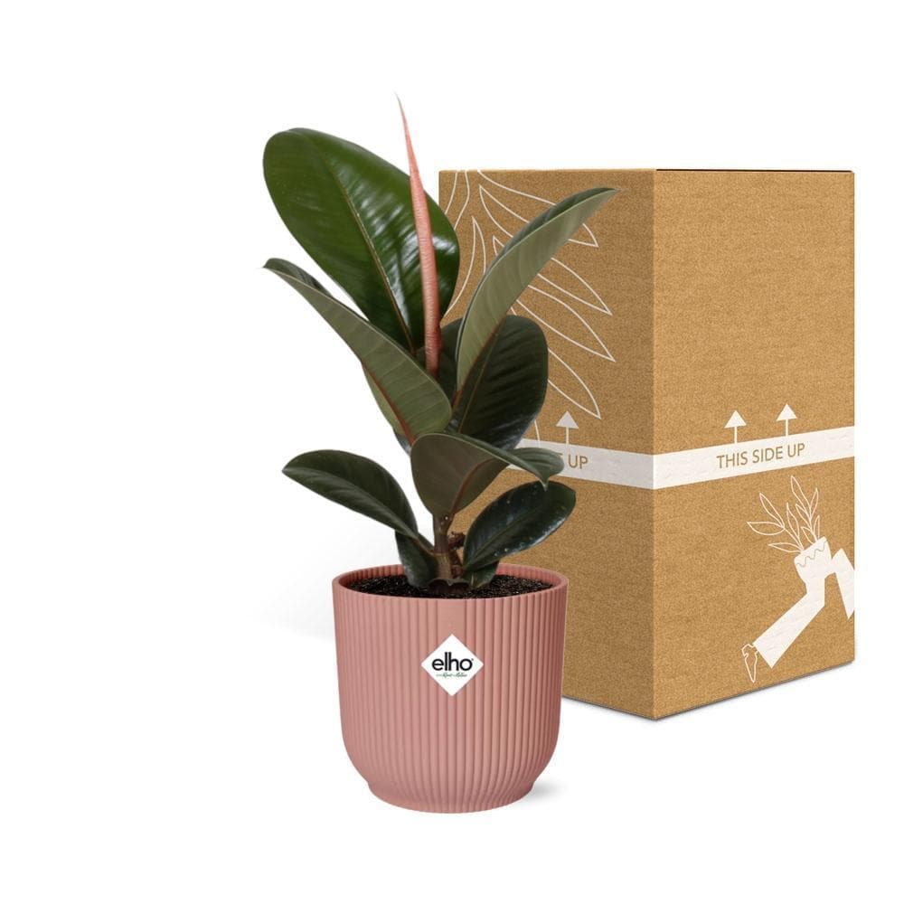 Ficus Elastica 'Robusta' in stylischem ELHO Vibes Fold Topf Rosé - Ø14cm - Perfekte Grünpflanze für moderne Innenräume - grüne-wurzel