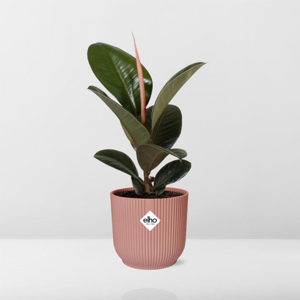 Ficus Elastica 'Robusta' in stylischem ELHO Vibes Fold Topf Rosé - Ø14cm - Perfekte Grünpflanze für moderne Innenräume - grüne-wurzel