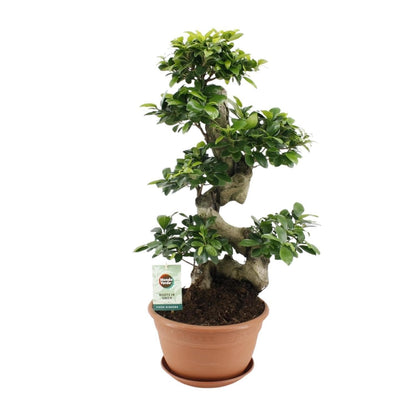 Ficus Ginseng Bonsai – Eindrucksvolle Grünpflanze im Terrakotta-Topf Ø27cm Höhe ↕70cm - grüne-wurzel