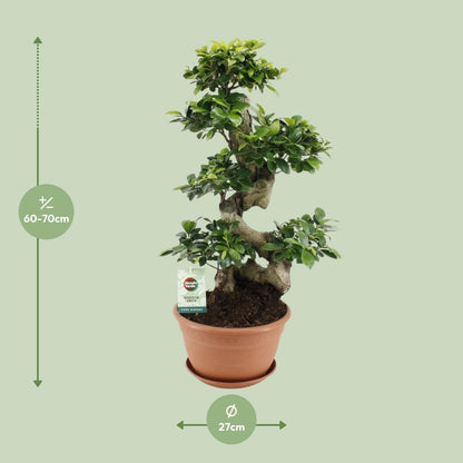 Ficus Ginseng Bonsai – Eindrucksvolle Grünpflanze im Terrakotta-Topf Ø27cm Höhe ↕70cm - grüne-wurzel