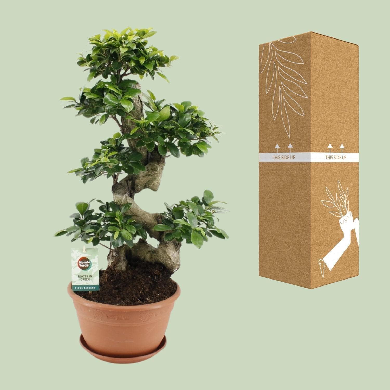 Ficus Ginseng Bonsai – Eindrucksvolle Grünpflanze im Terrakotta-Topf Ø27cm Höhe ↕70cm - grüne-wurzel