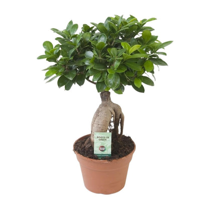 Ficus Ginseng Bonsai – Exotische Zimmerpflanze in perfekter Topfgröße Ø17cm, Höhe ↕40cm - grüne-wurzel