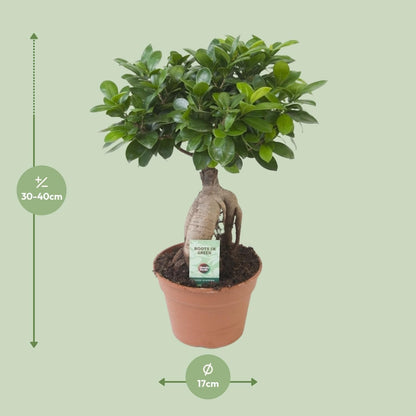 Ficus Ginseng Bonsai – Exotische Zimmerpflanze in perfekter Topfgröße Ø17cm, Höhe ↕40cm - grüne-wurzel