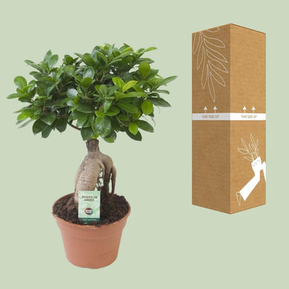 Ficus Ginseng Bonsai – Exotische Zimmerpflanze in perfekter Topfgröße Ø17cm, Höhe ↕40cm - grüne-wurzel