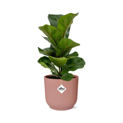 Ficus Lyrata ‘Bambino’ – Moderner Zimmerficus im ELHO Vibes Topf Ø14cm - grüne-wurzel