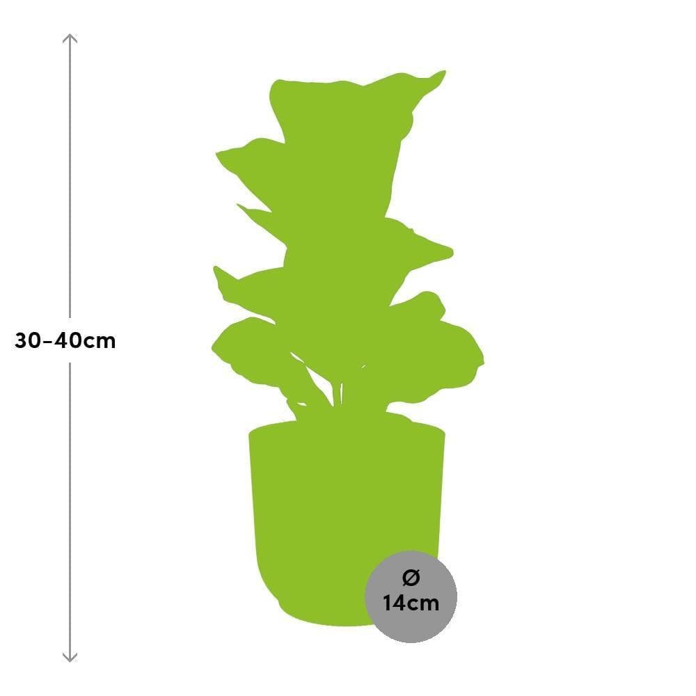 Ficus Lyrata ‘Bambino’ – Moderner Zimmerficus im ELHO Vibes Topf Ø14cm - grüne-wurzel