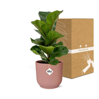 Ficus Lyrata ‘Bambino’ – Moderner Zimmerficus im ELHO Vibes Topf Ø14cm - grüne-wurzel