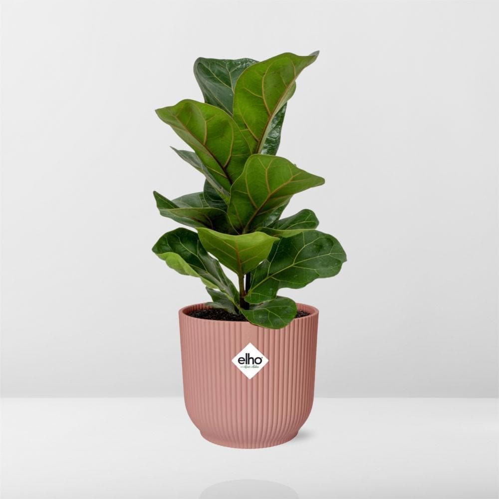 Ficus Lyrata ‘Bambino’ – Moderner Zimmerficus im ELHO Vibes Topf Ø14cm - grüne-wurzel