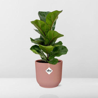 Ficus Lyrata ‘Bambino’ – Moderner Zimmerficus im ELHO Vibes Topf Ø14cm - grüne-wurzel