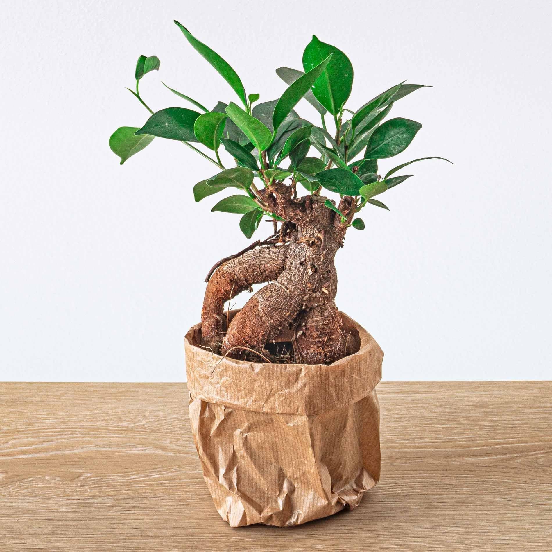 Ficus microcarpa 'Ginseng Bonsai' - Natürliche Eleganz im 8,5cm Topf - grüne-wurzel