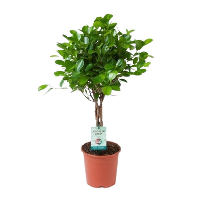 Ficus Microcarpa Moclame - Zimmerpflanze in perfekter Größe Ø17cm ↕70cm - grüne-wurzel