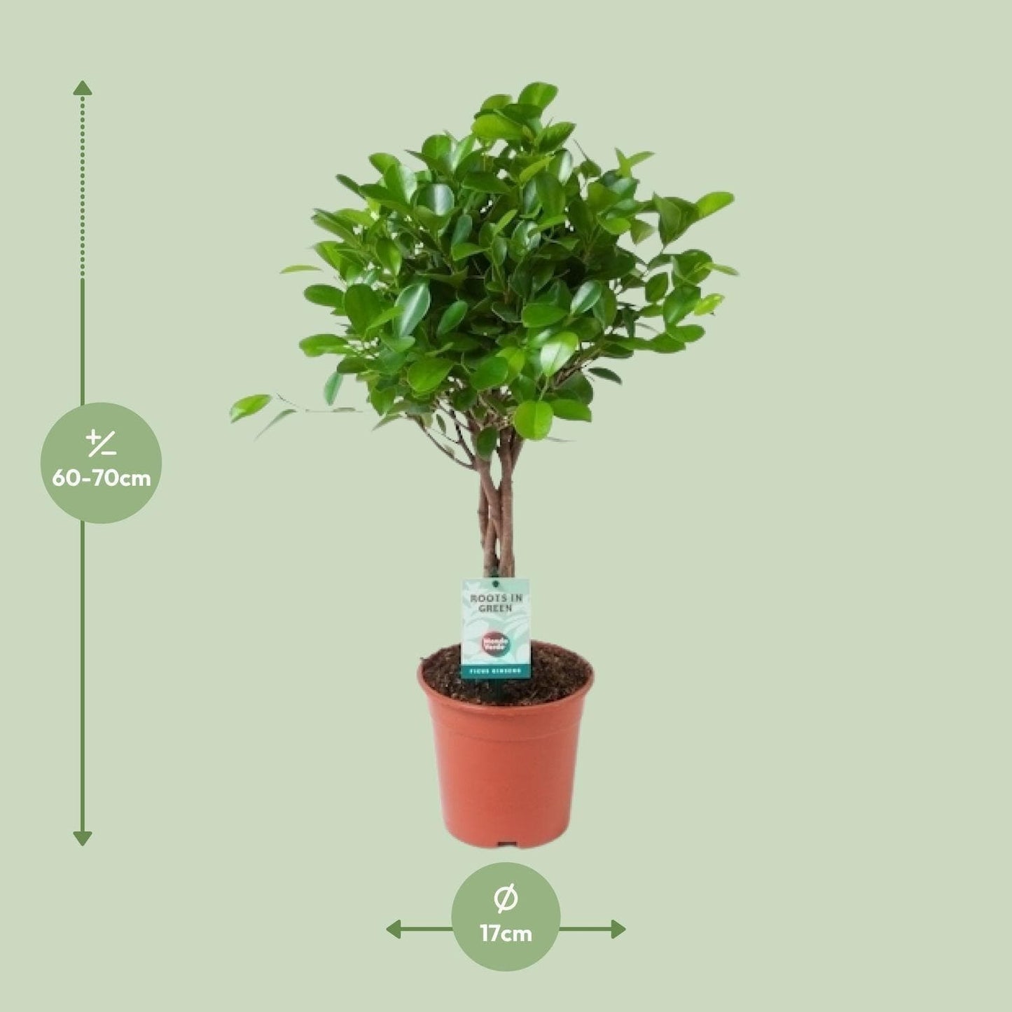 Ficus Microcarpa Moclame - Zimmerpflanze in perfekter Größe Ø17cm ↕70cm - grüne-wurzel