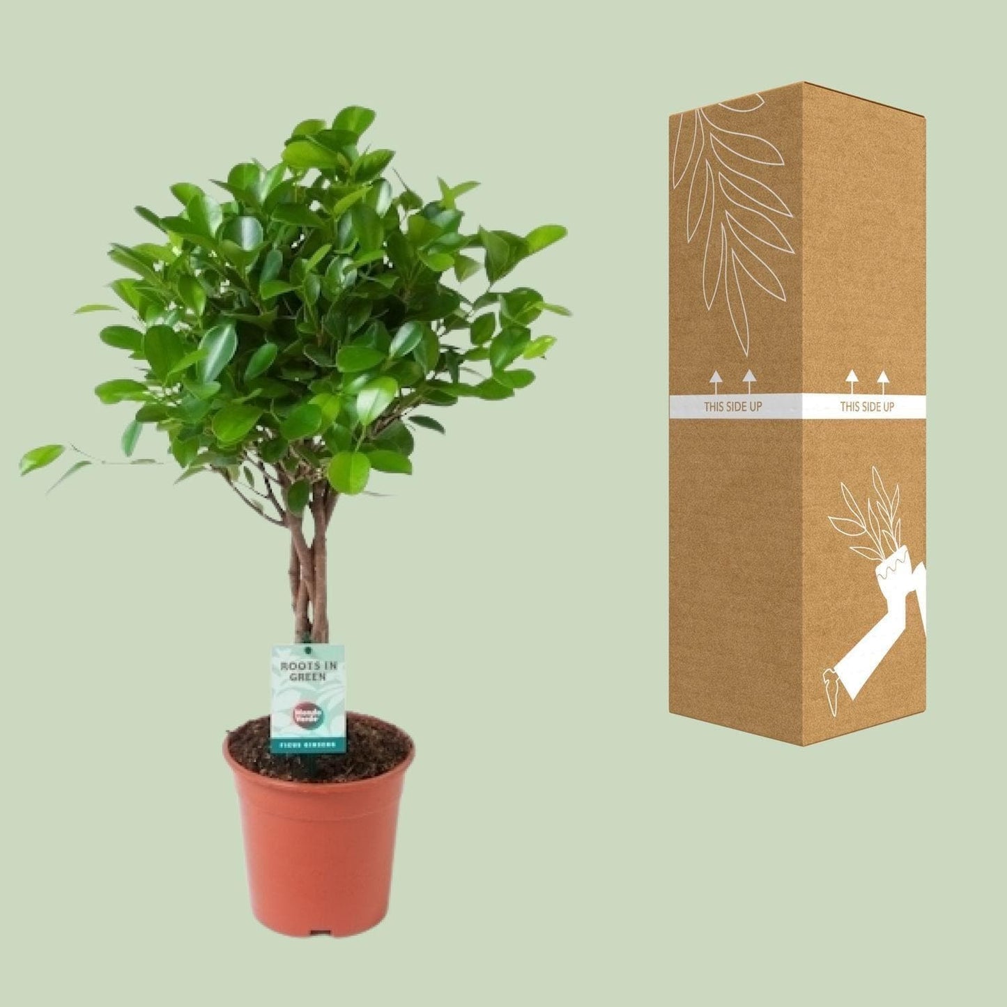 Ficus Microcarpa Moclame - Zimmerpflanze in perfekter Größe Ø17cm ↕70cm - grüne-wurzel