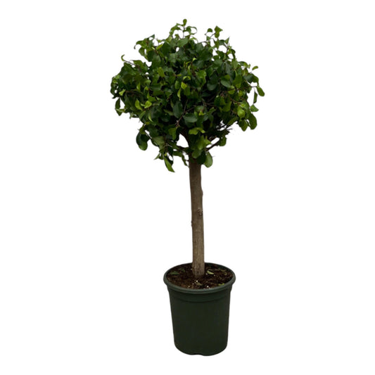 Ficus Nitida Moclame - Chinesische Feige - Zimmerpflanze - Ø33cm, 120cm - grüne-wurzel